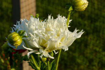 Картинка цветы георгины белый георгин бутоны