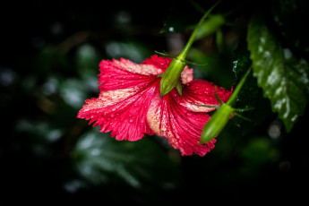 обоя цветы, гибискусы, красный, гибискус, макро, капли