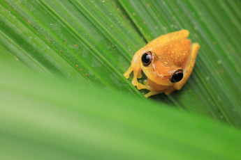 обоя животные, лягушки, лягушка