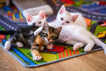 Картинка животные коты котята