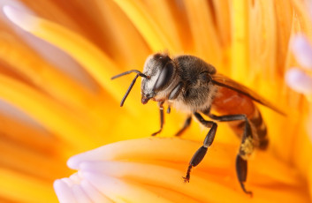 обоя животные, пчелы,  осы,  шмели, пчела