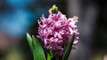 обоя цветы, гиацинты, розовый, гиацинт, макро