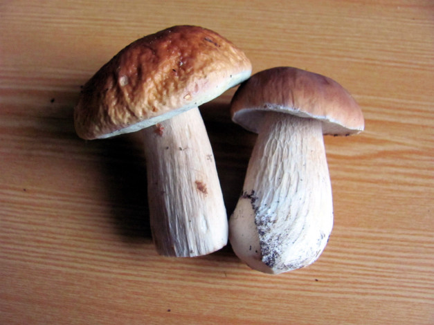 Обои картинки фото еда, грибы,  грибные блюда, боровики