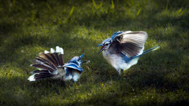 Обои картинки фото животные, птицы