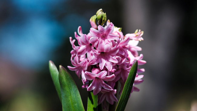 Обои картинки фото цветы, гиацинты, розовый, гиацинт, макро
