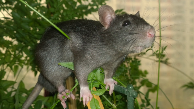 Обои картинки фото животные, крысы,  мыши, крыса