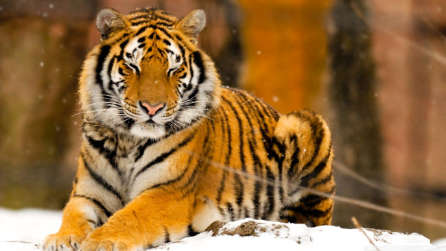 Обои картинки фото животные, тигры, тигр, снег, зима