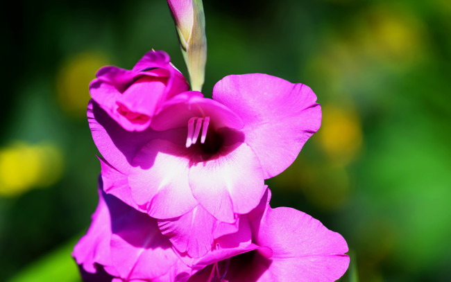 Обои картинки фото цветы, гладиолусы, лиловый, гладиолус, макро