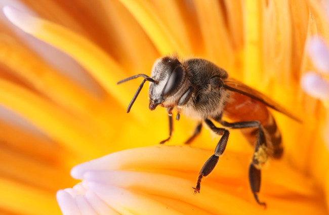 Обои картинки фото животные, пчелы,  осы,  шмели, пчела