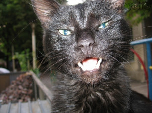 Картинка без комментариев животные коты