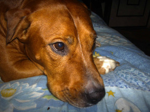 Картинка буч животные собаки