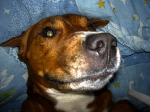 Картинка буч животные собаки