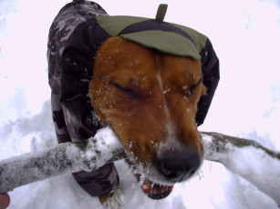 Картинка буч животные собаки