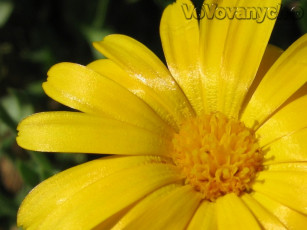 Картинка лето цветы