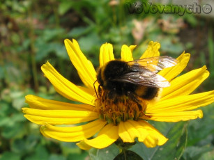 Картинка шмэл животные пчелы осы шмели