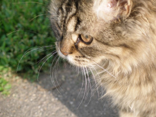 Картинка животные коты