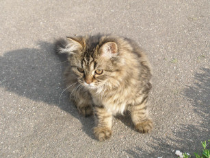 Картинка животные коты