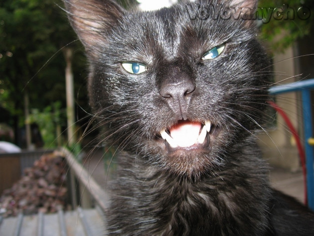 Обои картинки фото без, комментариев, животные, коты