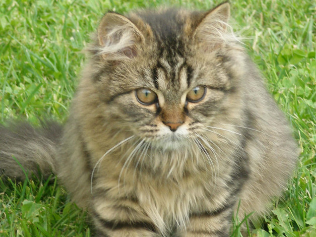 Обои картинки фото животные, коты