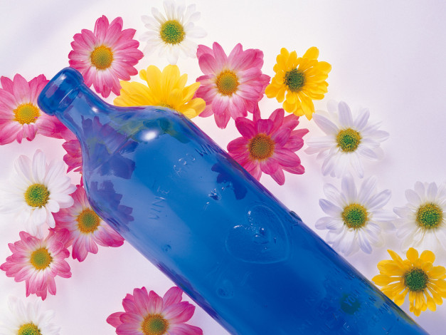 Обои картинки фото цветы, хризантемы