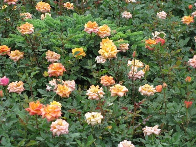 Обои картинки фото цветы, розы