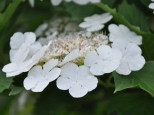 обоя цветы, цветущие, деревья, кустарники, калина