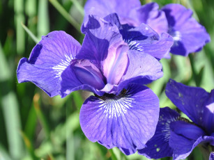 Картинка цветы ирисы