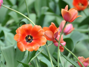 Картинка цветы тюльпаны