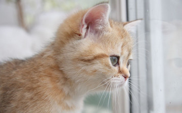 Картинка животные коты