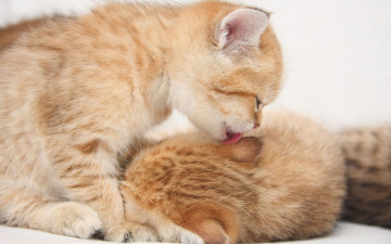 Картинка животные коты