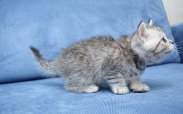 Картинка животные коты