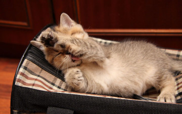 Картинка животные коты