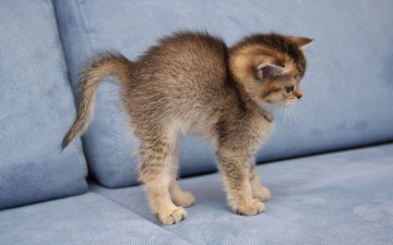 Картинка животные коты