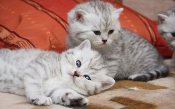 Картинка животные коты