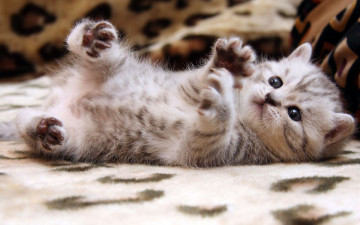 Картинка животные коты