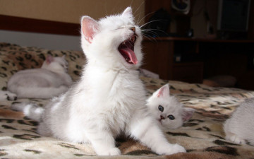 Картинка животные коты