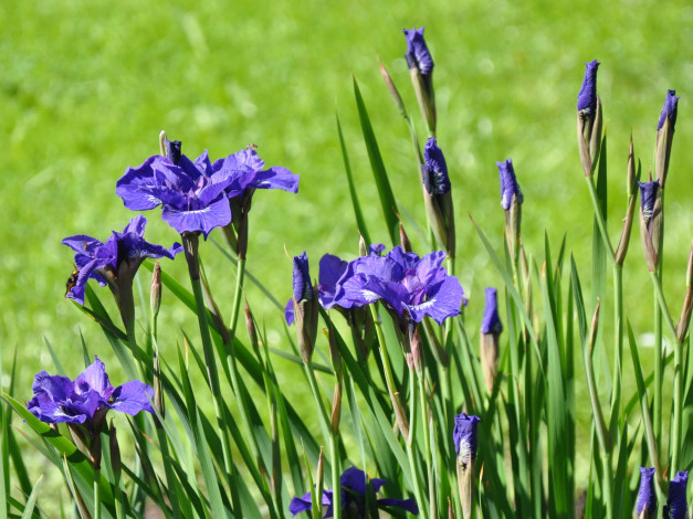 Обои картинки фото цветы, ирисы