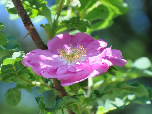 Обои картинки фото цветы, шиповник