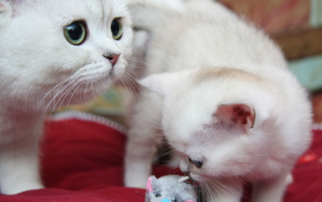 Обои картинки фото животные, коты