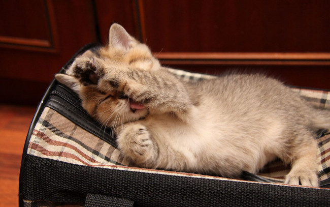 Обои картинки фото животные, коты