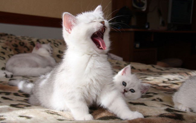 Обои картинки фото животные, коты