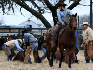 Картинка мужчины unsort ковбой лошадь