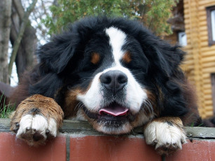 Картинка животные собаки сенбернар большой