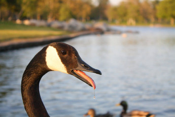 Картинка животные гуси
