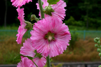 Картинка цветы мальвы