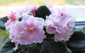 Картинка фиалки цветы махровые нежно розовые