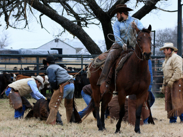 Обои картинки фото мужчины, unsort, ковбой, лошадь