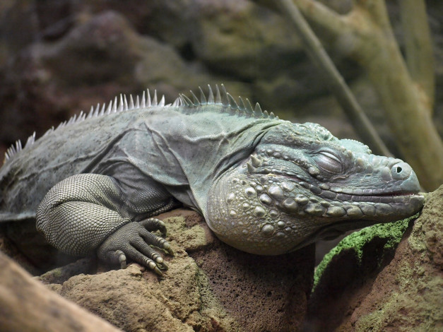 Обои картинки фото животные, Ящерицы, игуаны, вараны, ящерица, сон