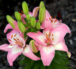 Картинка цветы лилии лилейники лепестки бутоны