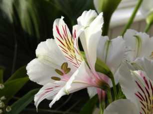 Картинка цветы альстромерия